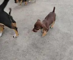 3 boy Chiweenie puppies for sale