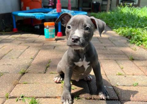 Blue Nose puppies
