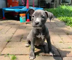 Blue Nose puppies