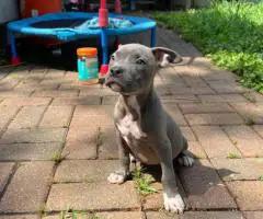Blue Nose puppies