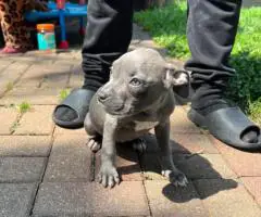Blue Nose puppies