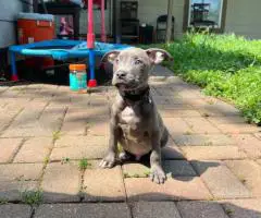 Blue Nose puppies