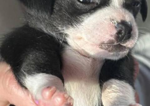 3 female and 1 male Chiweenie puppies for sale