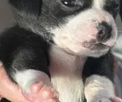 3 female and 1 male Chiweenie puppies for sale