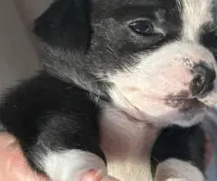 3 female and 1 male Chiweenie puppies for sale
