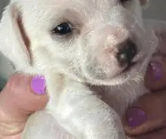 3 female and 1 male Chiweenie puppies for sale