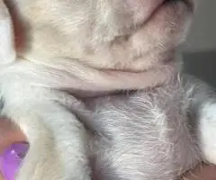 3 female and 1 male Chiweenie puppies for sale