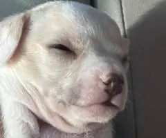 3 female and 1 male Chiweenie puppies for sale
