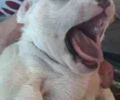 3 female and 1 male Chiweenie puppies for sale