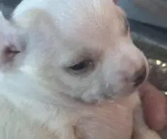 3 female and 1 male Chiweenie puppies for sale