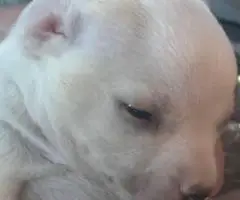 3 female and 1 male Chiweenie puppies for sale