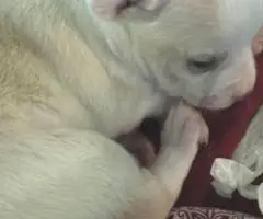 3 female and 1 male Chiweenie puppies for sale