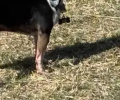 3 female and 1 male Chiweenie puppies for sale
