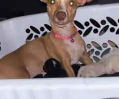 3 female and 1 male Chiweenie puppies for sale