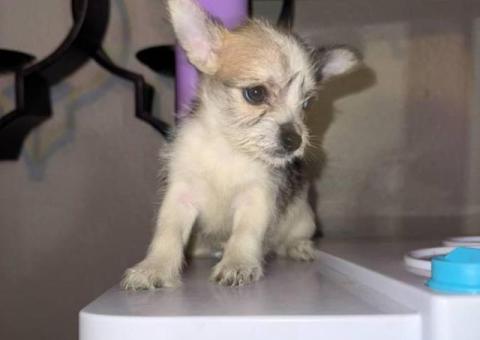 3 male Chorkie puppies for sale