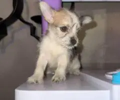 3 male Chorkie puppies for sale