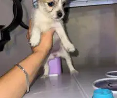 3 male Chorkie puppies for sale