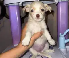 3 male Chorkie puppies for sale