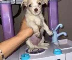 3 male Chorkie puppies for sale