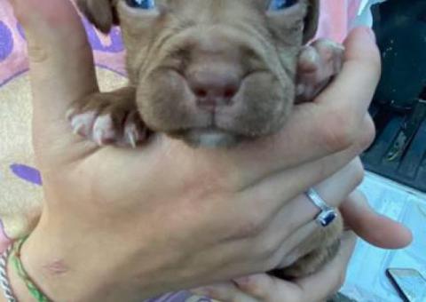 2 female fullblooded pit bull puppies