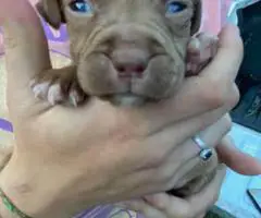 2 female fullblooded pit bull puppies