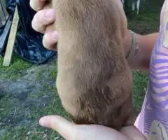 2 female fullblooded pit bull puppies