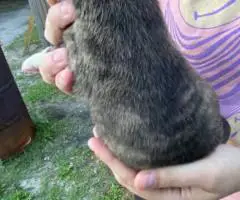 2 female fullblooded pit bull puppies