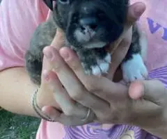 2 female fullblooded pit bull puppies