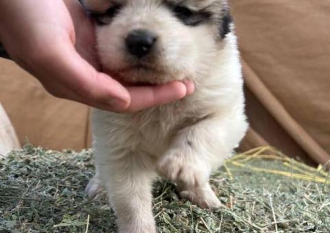 3 Purebred Great Pyrenees puppies for sale