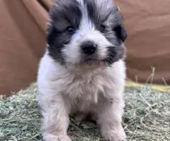 3 Purebred Great Pyrenees puppies for sale