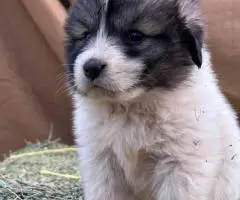 3 Purebred Great Pyrenees puppies for sale
