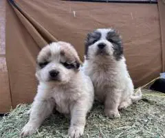 3 Purebred Great Pyrenees puppies for sale
