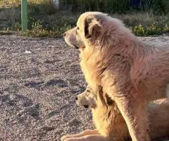 3 Purebred Great Pyrenees puppies for sale