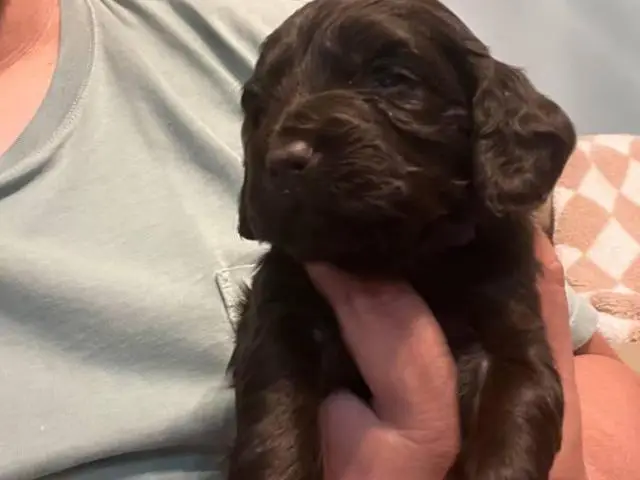 Registered Boyskin Spaniel puppies for sale