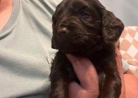 Registered Boyskin Spaniel puppies for sale