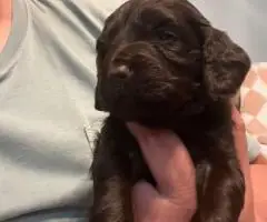 Registered Boyskin Spaniel puppies for sale