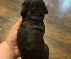 Registered Boyskin Spaniel puppies for sale