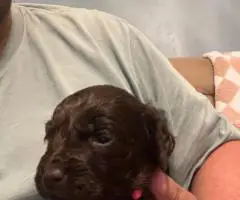 Registered Boyskin Spaniel puppies for sale