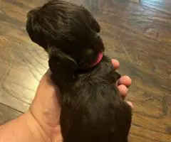 Registered Boyskin Spaniel puppies for sale