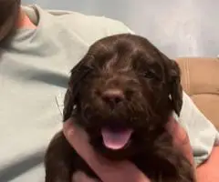 Registered Boyskin Spaniel puppies for sale