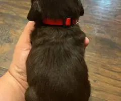 Registered Boyskin Spaniel puppies for sale