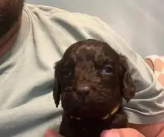 Registered Boyskin Spaniel puppies for sale