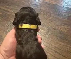 Registered Boyskin Spaniel puppies for sale