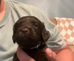 Registered Boyskin Spaniel puppies for sale
