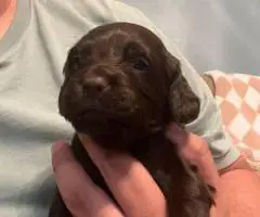 Registered Boyskin Spaniel puppies for sale