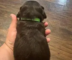 Registered Boyskin Spaniel puppies for sale
