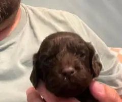 Registered Boyskin Spaniel puppies for sale
