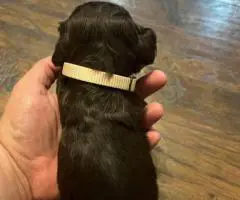 Registered Boyskin Spaniel puppies for sale