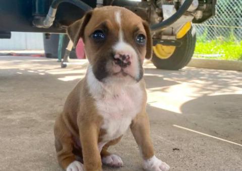 Cheap Boxer puppies for sale
