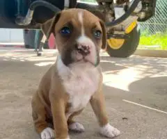 Cheap Boxer puppies for sale